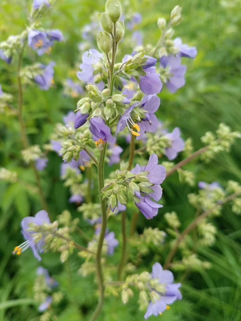 Polemonium Caeruleum