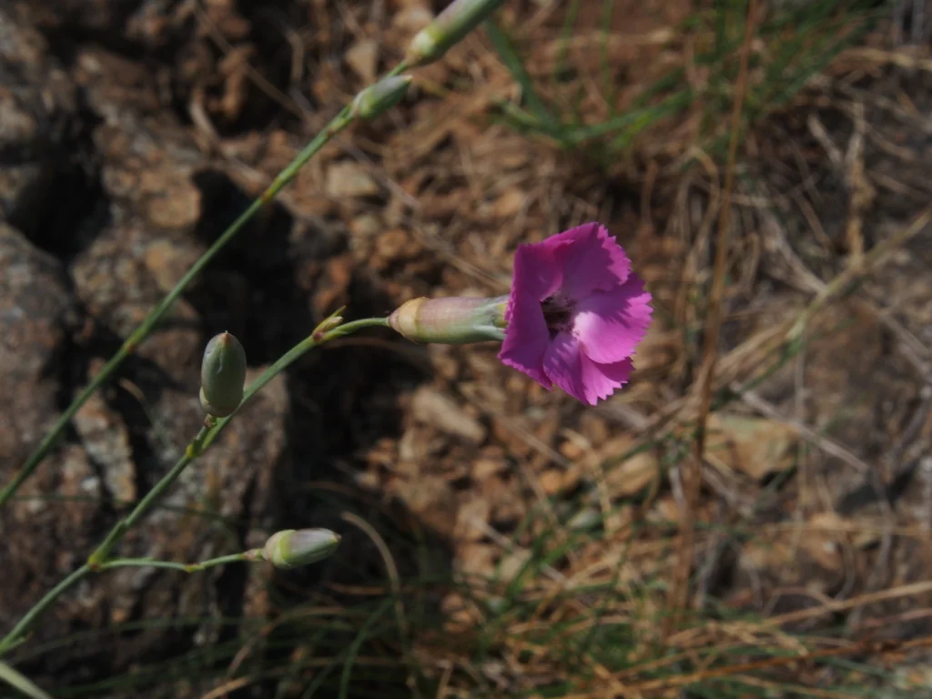 Dianthus Caryophyllus