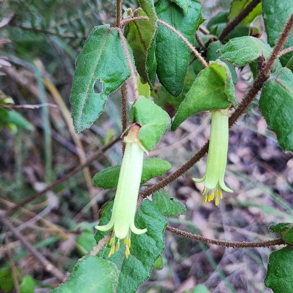Correa Reflexa