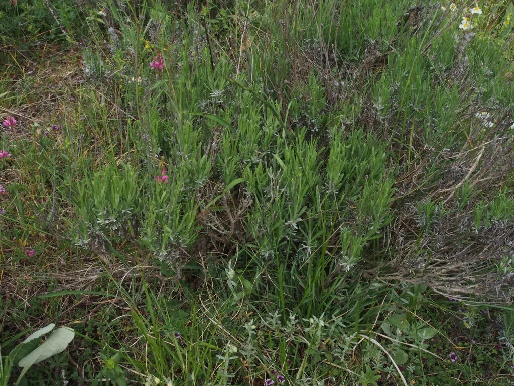 Lavandula angustifolia