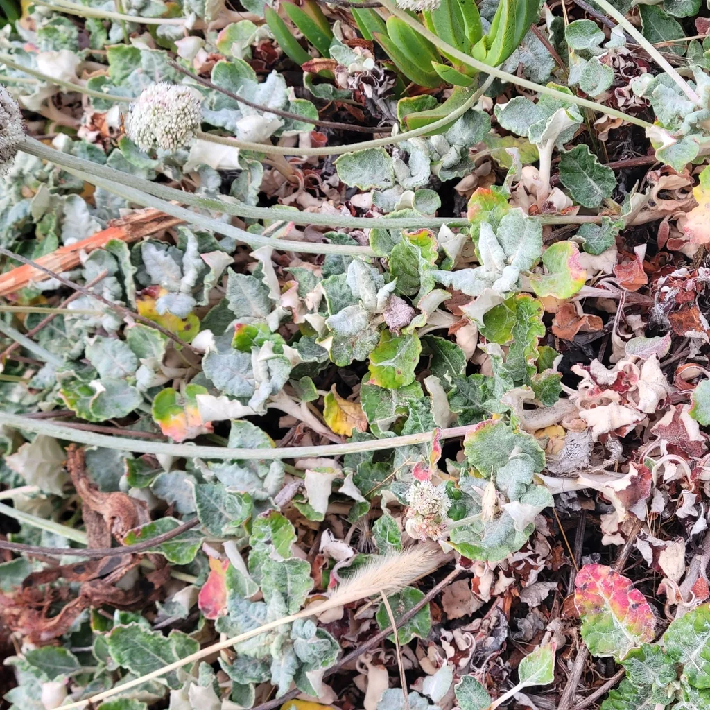 Eriogonum latifolium