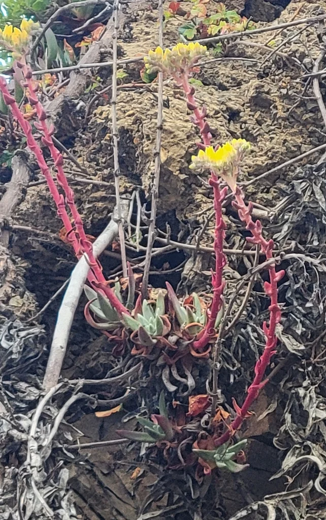 Dudleya Caespitosa