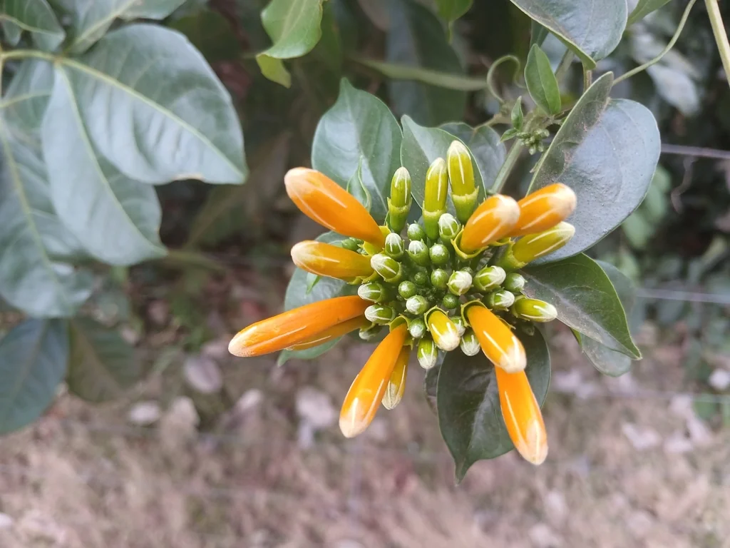 Pyrostegia Venusta