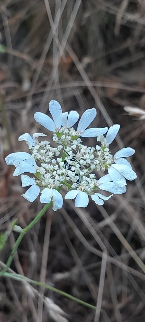 Orlaya Grandiflora