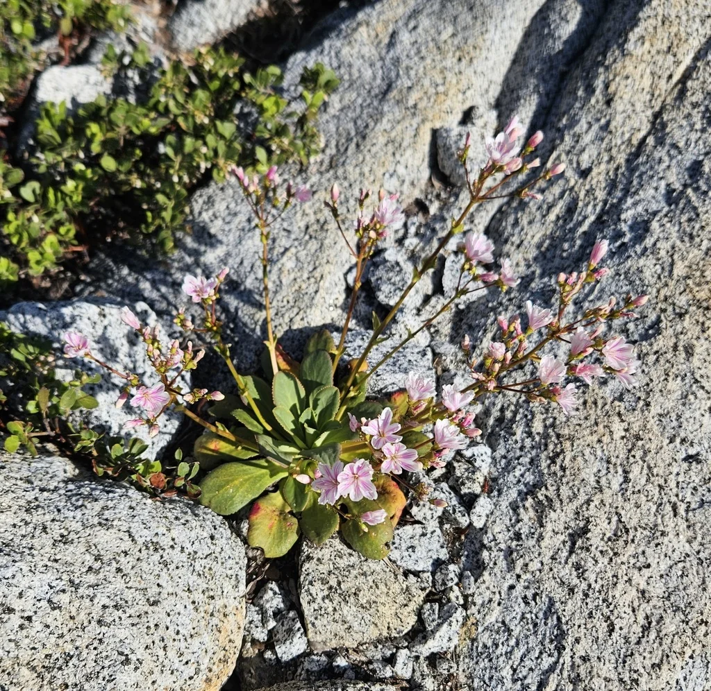 Lewisia Cotyledon