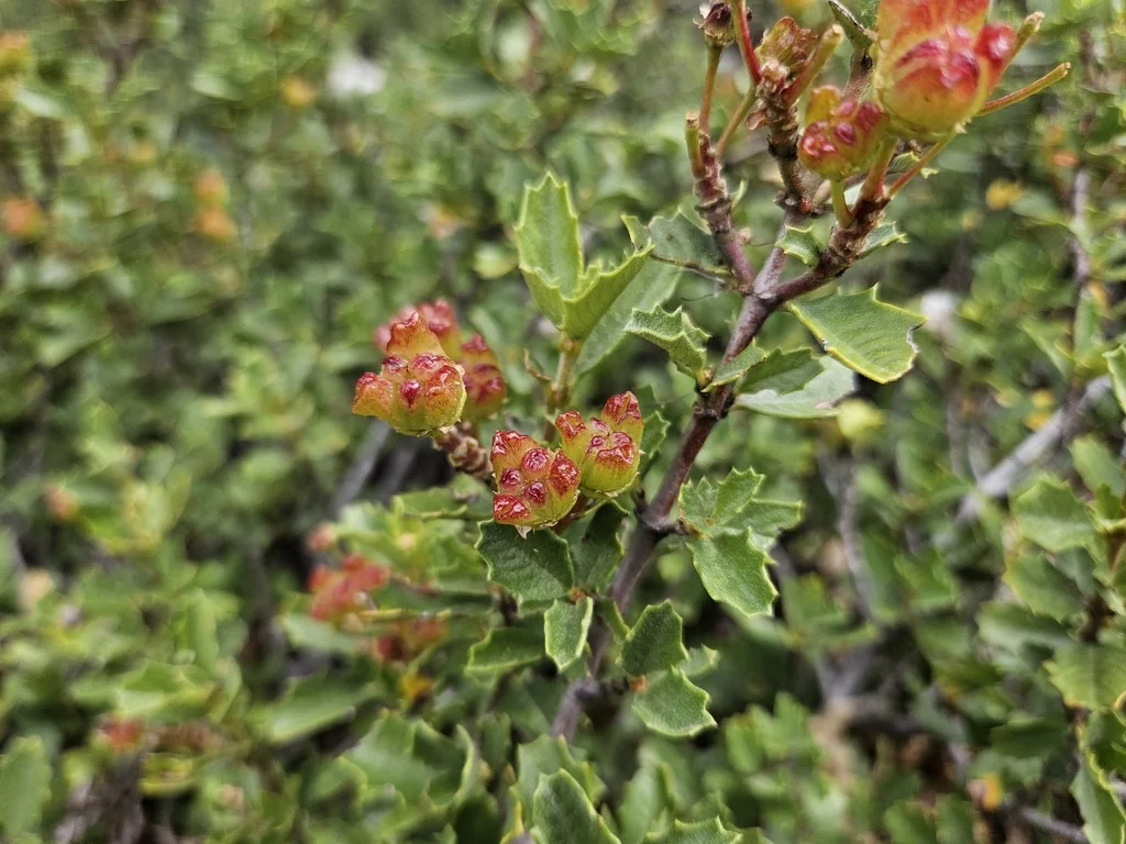 Ceanothus Prostratus