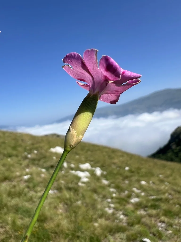 Dianthus Caryophyllus