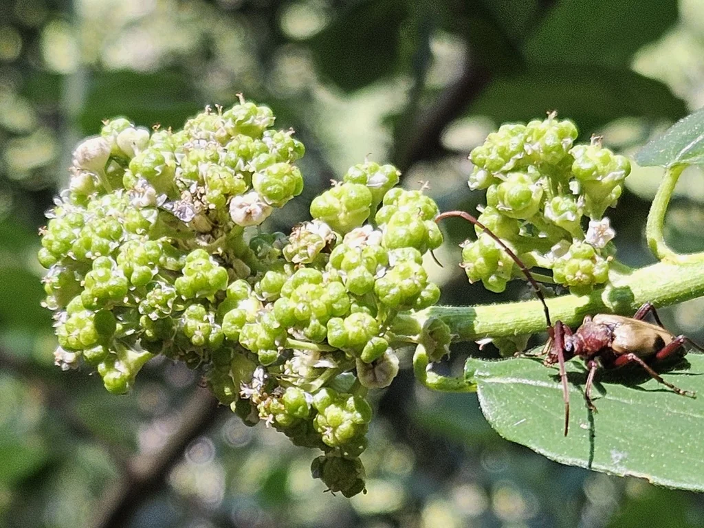 Ceanothus Integerrimus