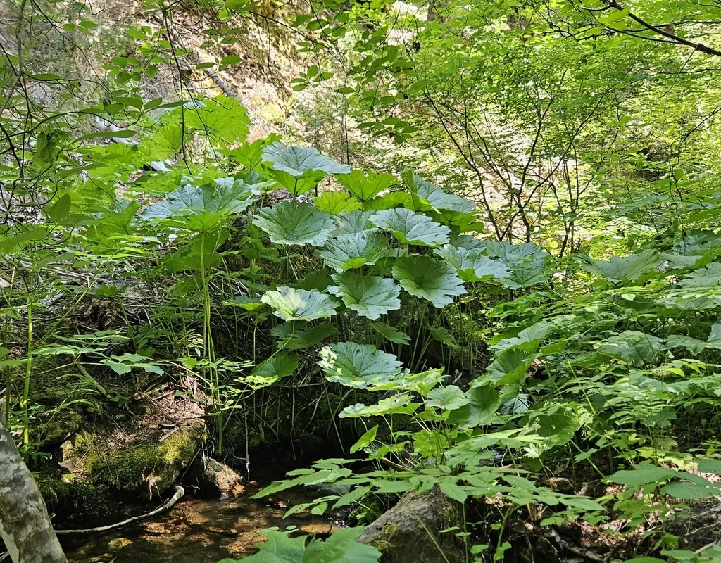 Darmera Peltata