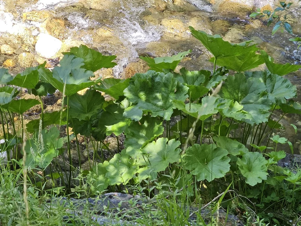 Darmera Peltata