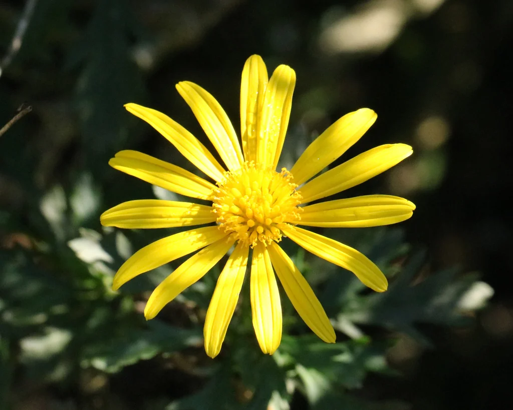 Euryops Chrysanthemoides