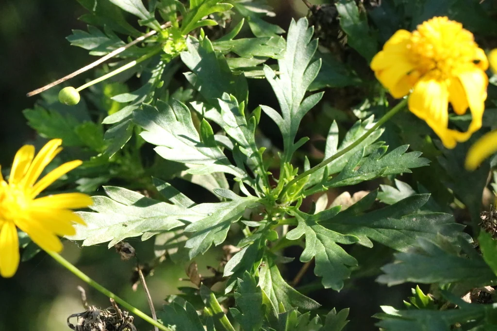 Euryops Chrysanthemoides