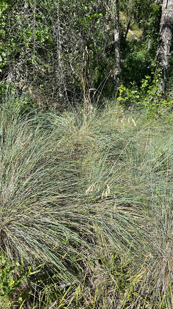 Festuca Californica