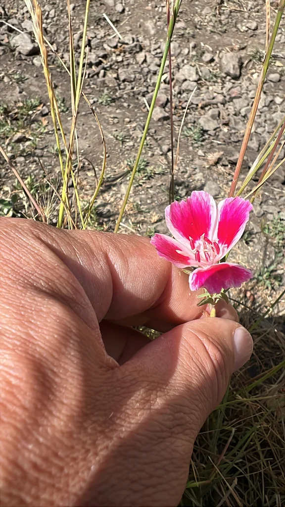 Clarkia Amoena