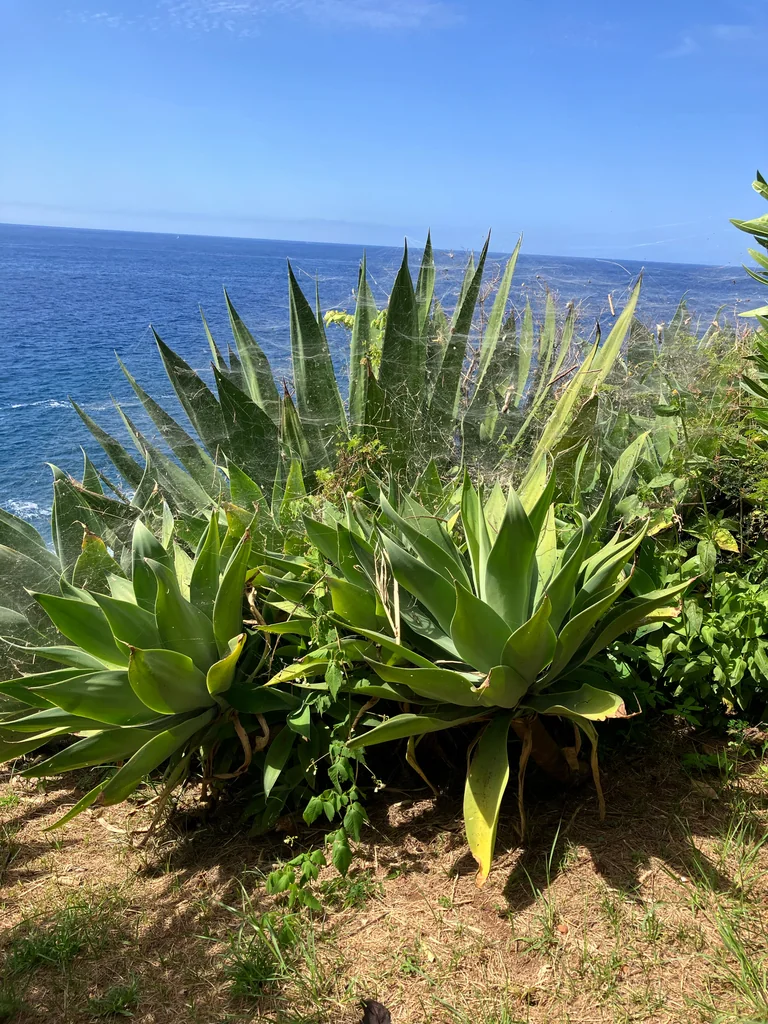 Agave Attenuata