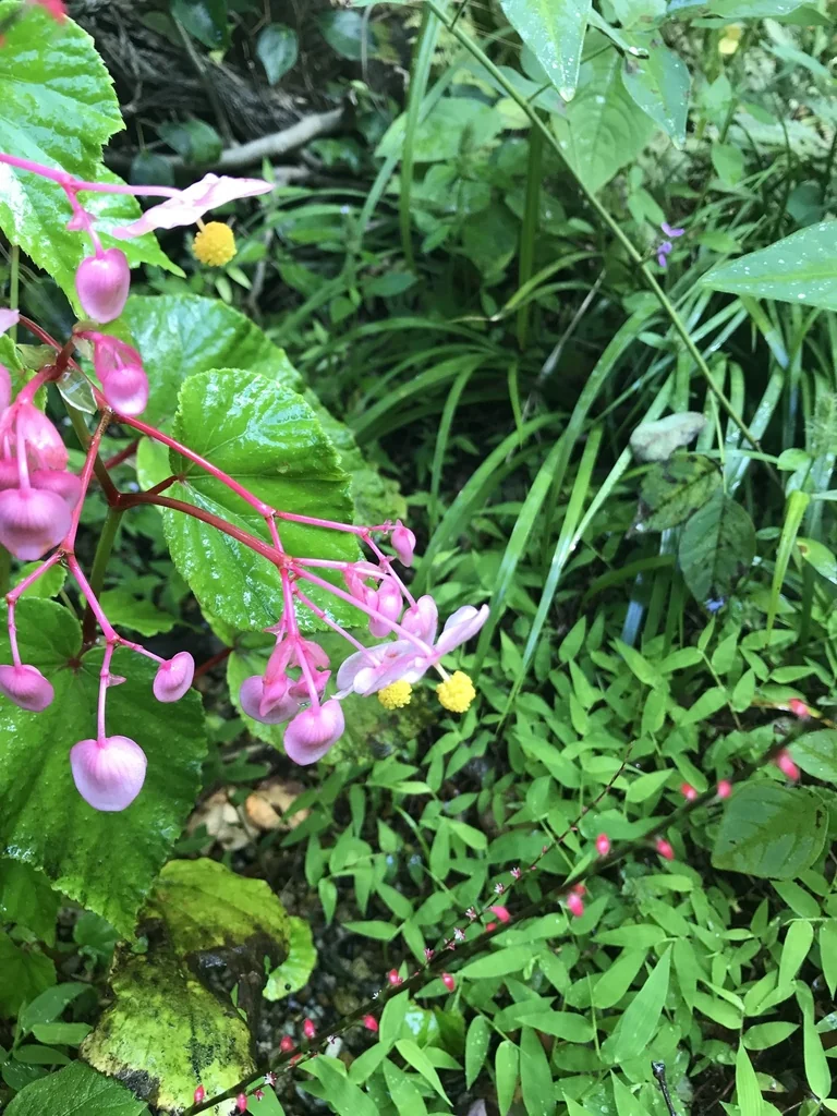 Begonia Grandis