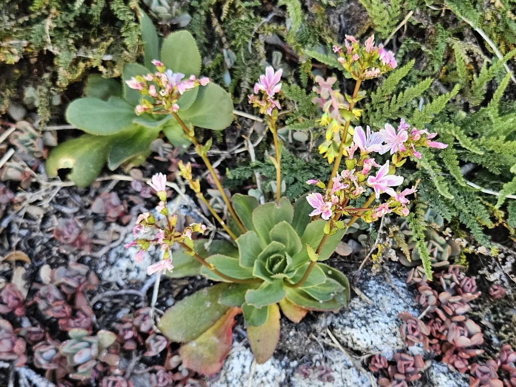 Lewisia Cotyledon