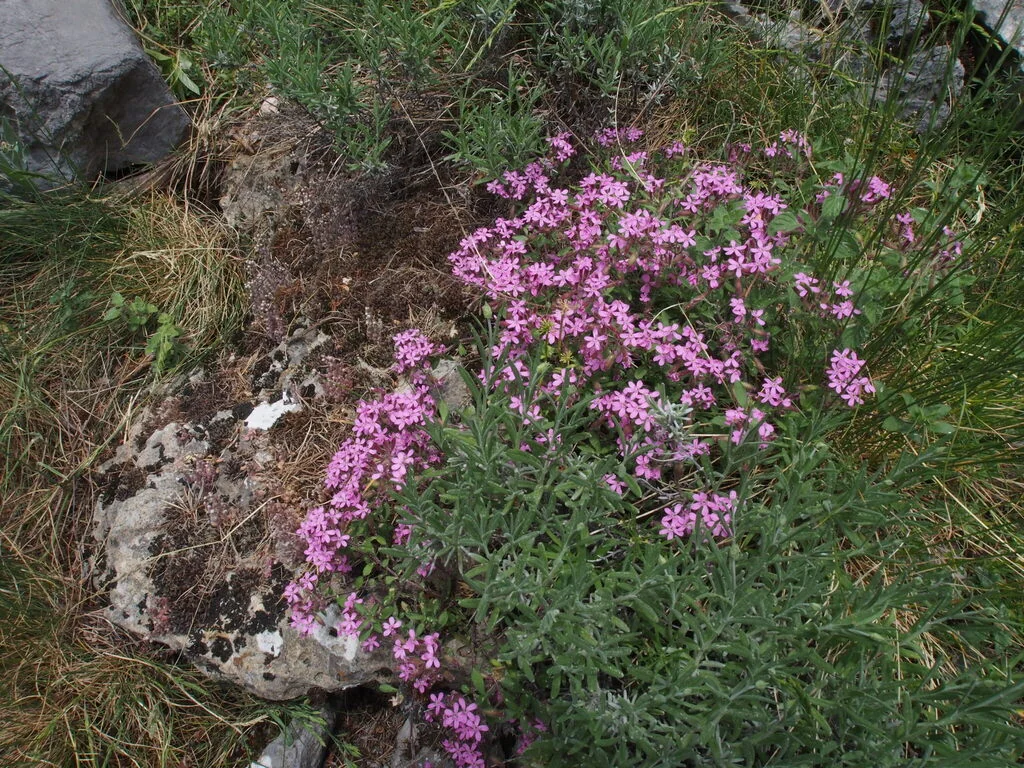 Saponaria Ocymoides