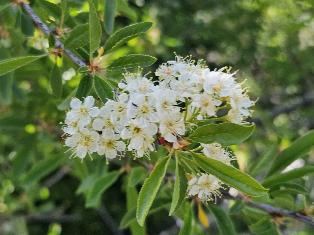 Prunus Emarginata