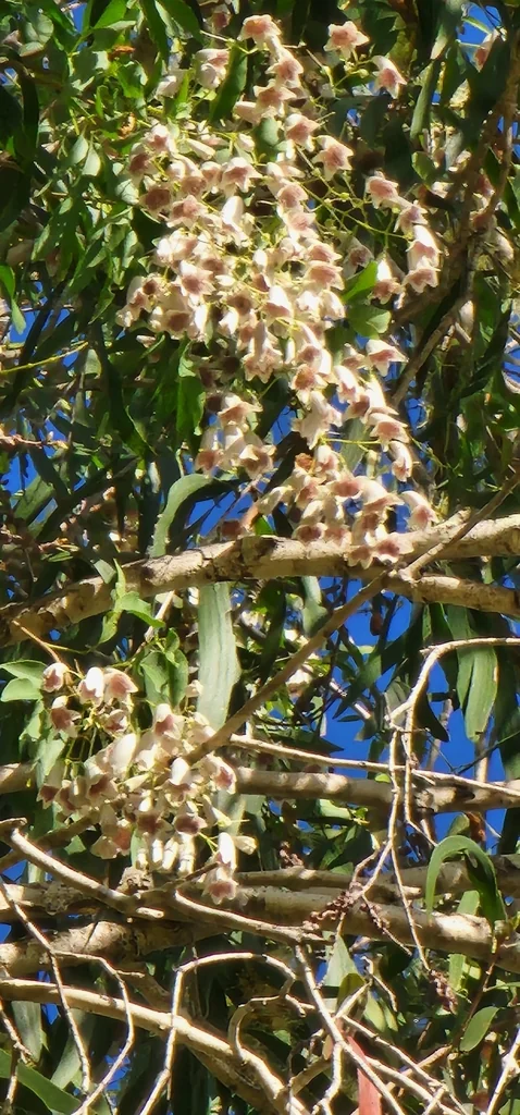 Pandorea Pandorana