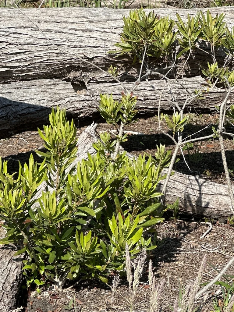 Myrica Californica