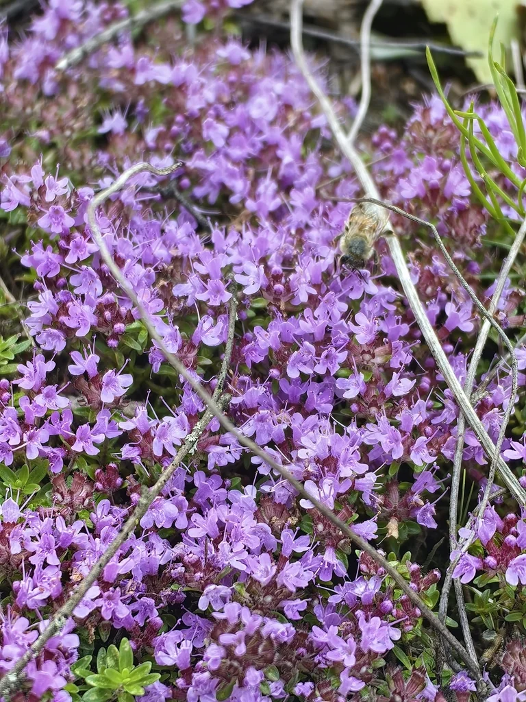 Thymus Serpyllum