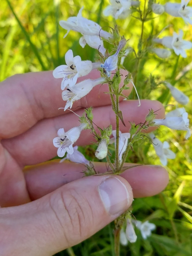 Penstemon Laevigatus