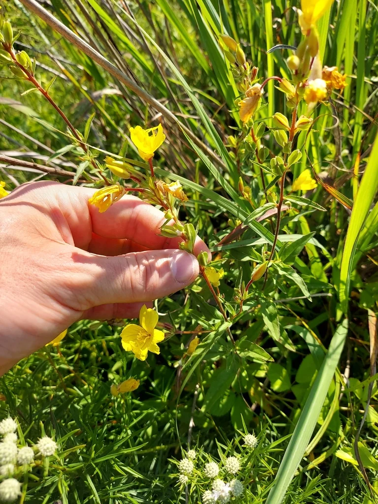 Oenothera Fruticosa