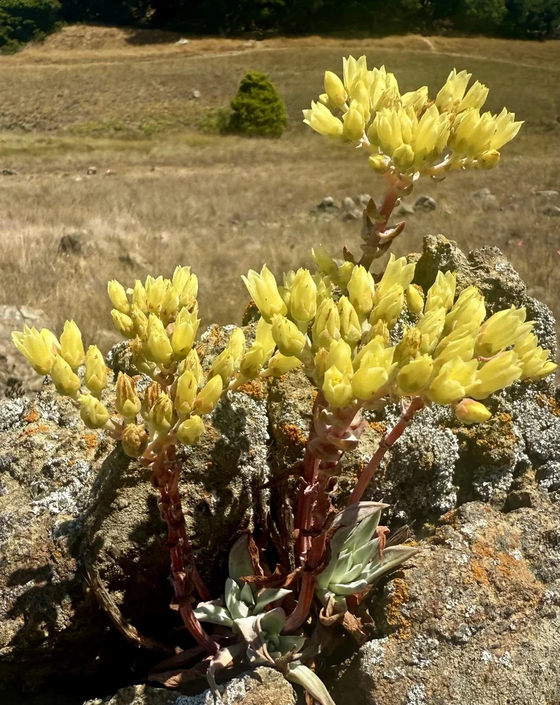 Dudleya Farinosa