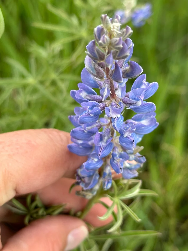 Lupinus Argenteus