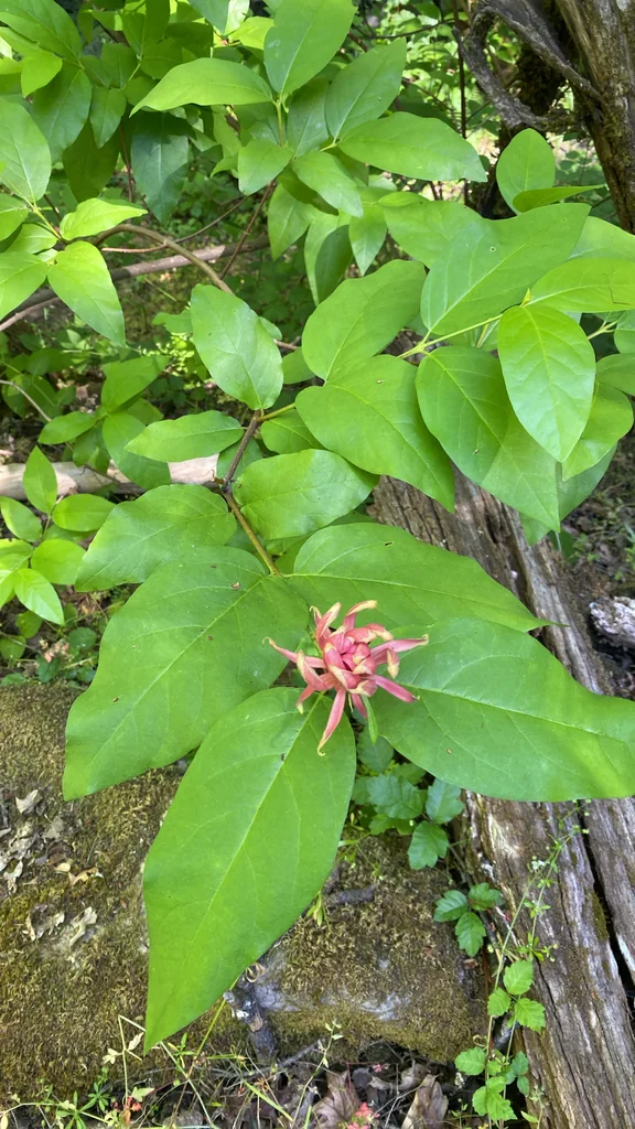 Calycanthus Occidentalis