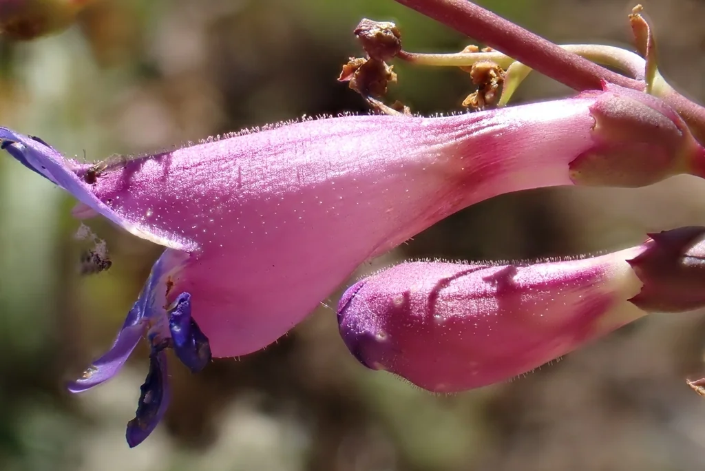 Penstemon Spectabilis