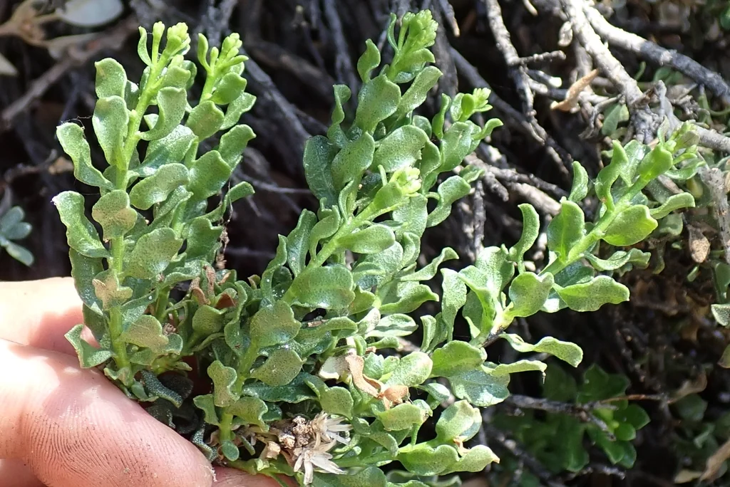Ericameria Cuneata