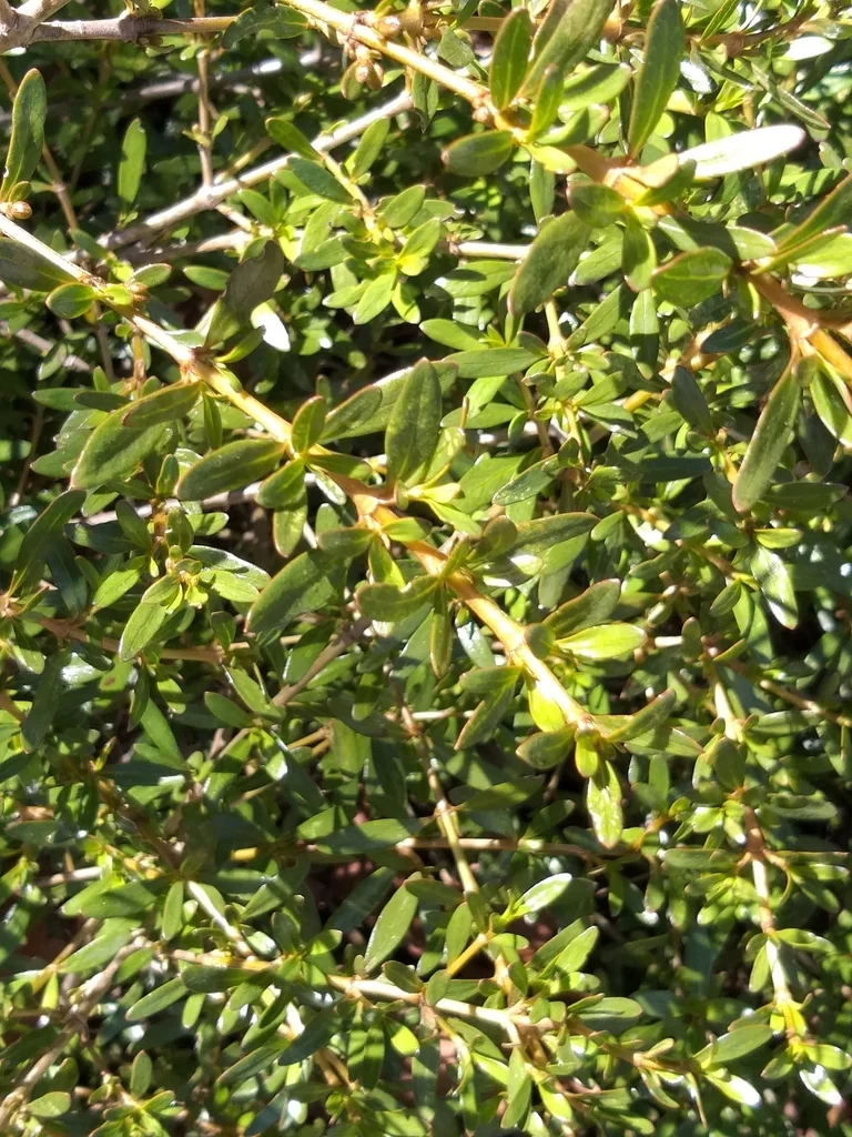 Coprosma X Kirkii