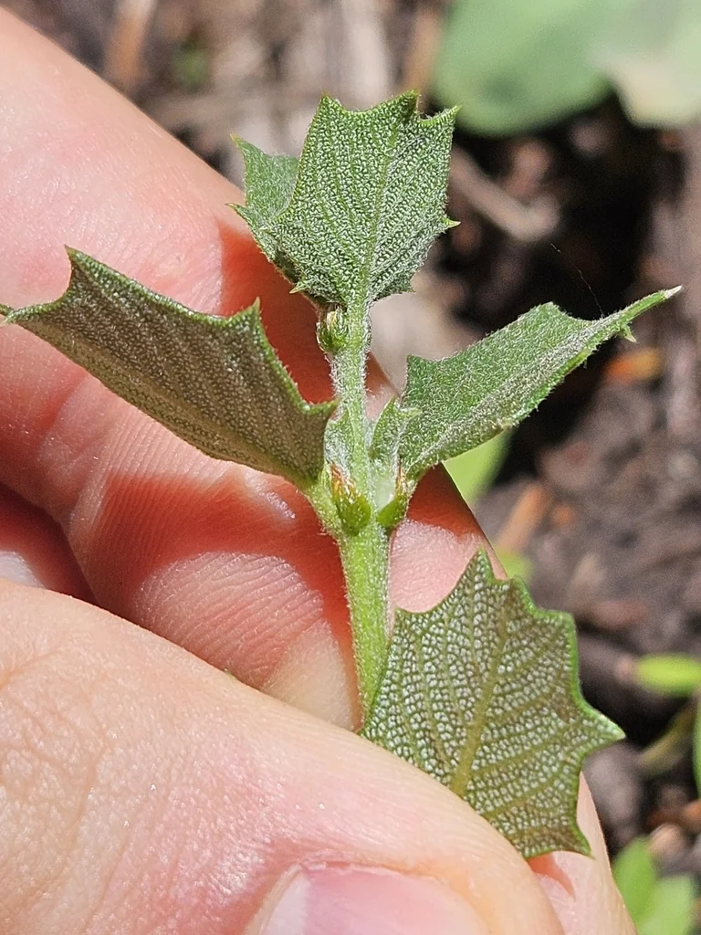 Ceanothus Prostratus