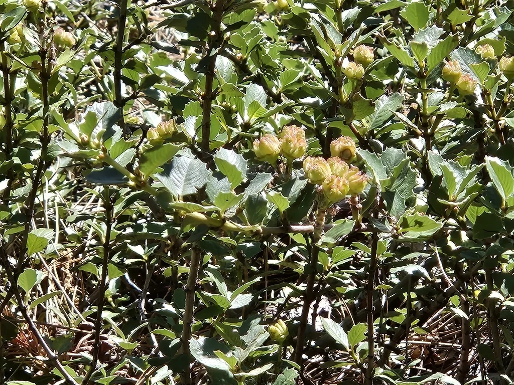Ceanothus Prostratus
