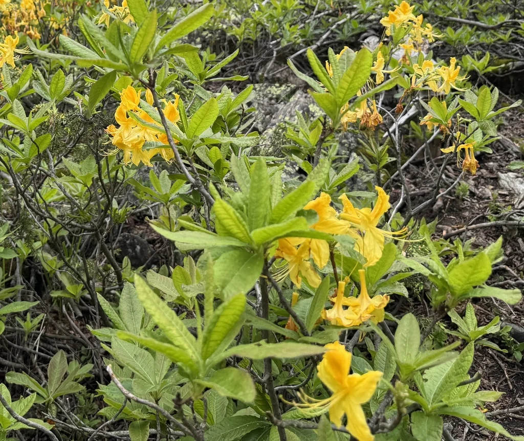Rhododendron Luteum