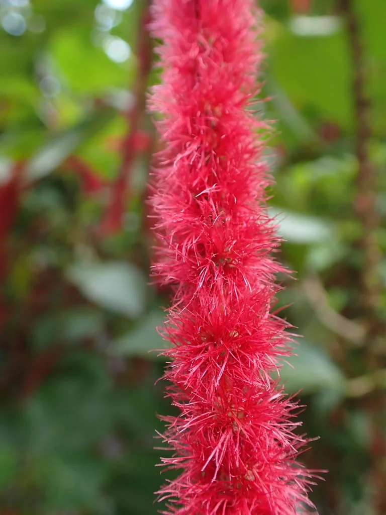 Acalypha hispida