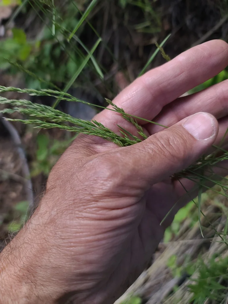 Poa Secunda