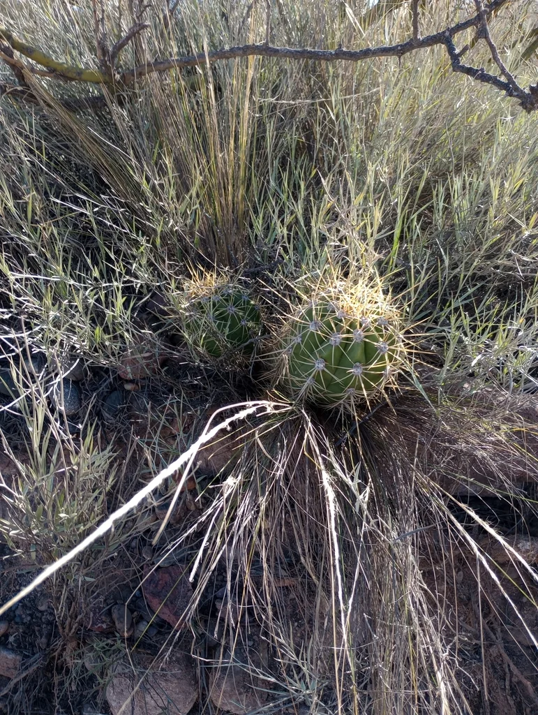 Echinopsis Candicans
