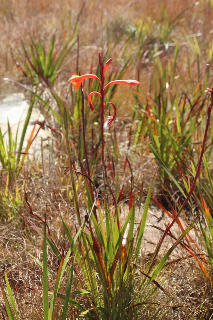 Watsonia Pillansii