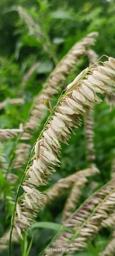 Melica Altissima