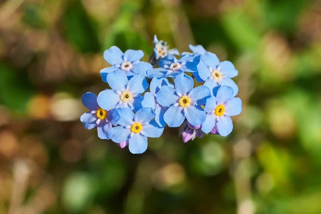 Myosotis Alpestris