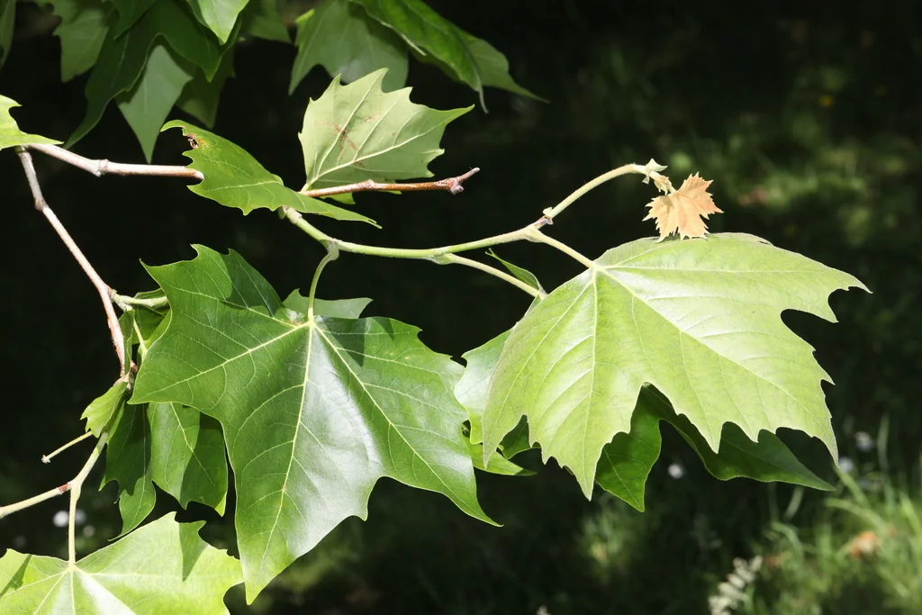 Platanus X Hispanica