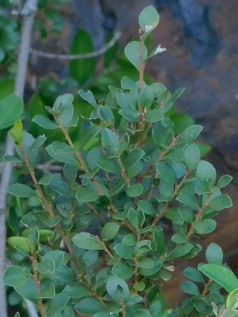 Myrsine Africana