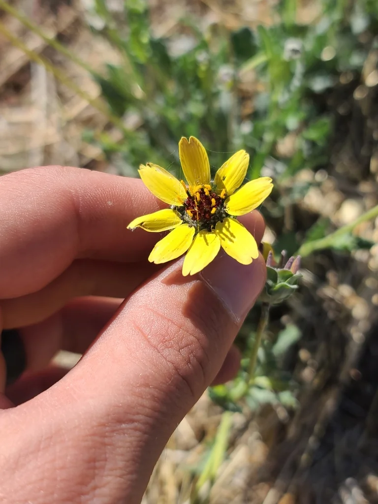 Berlandiera Lyrata