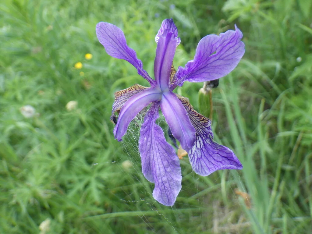 Iris Sibirica