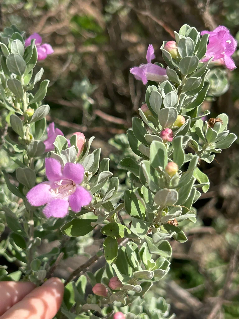 Leucophyllum Frutescens
