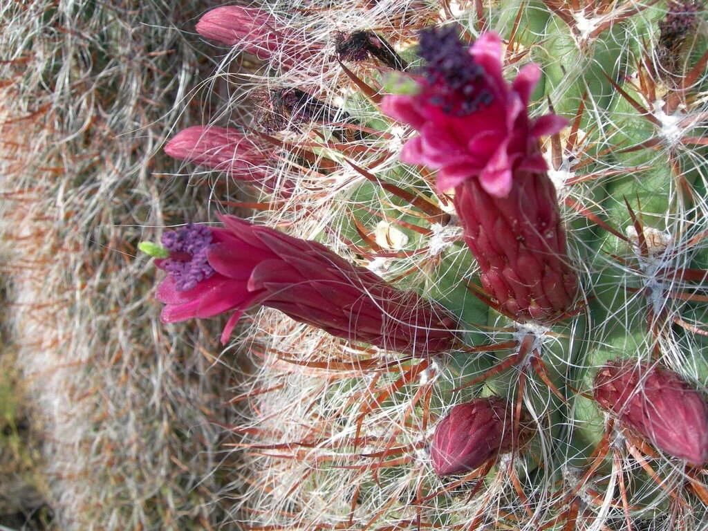 Oreocereus Celsianus