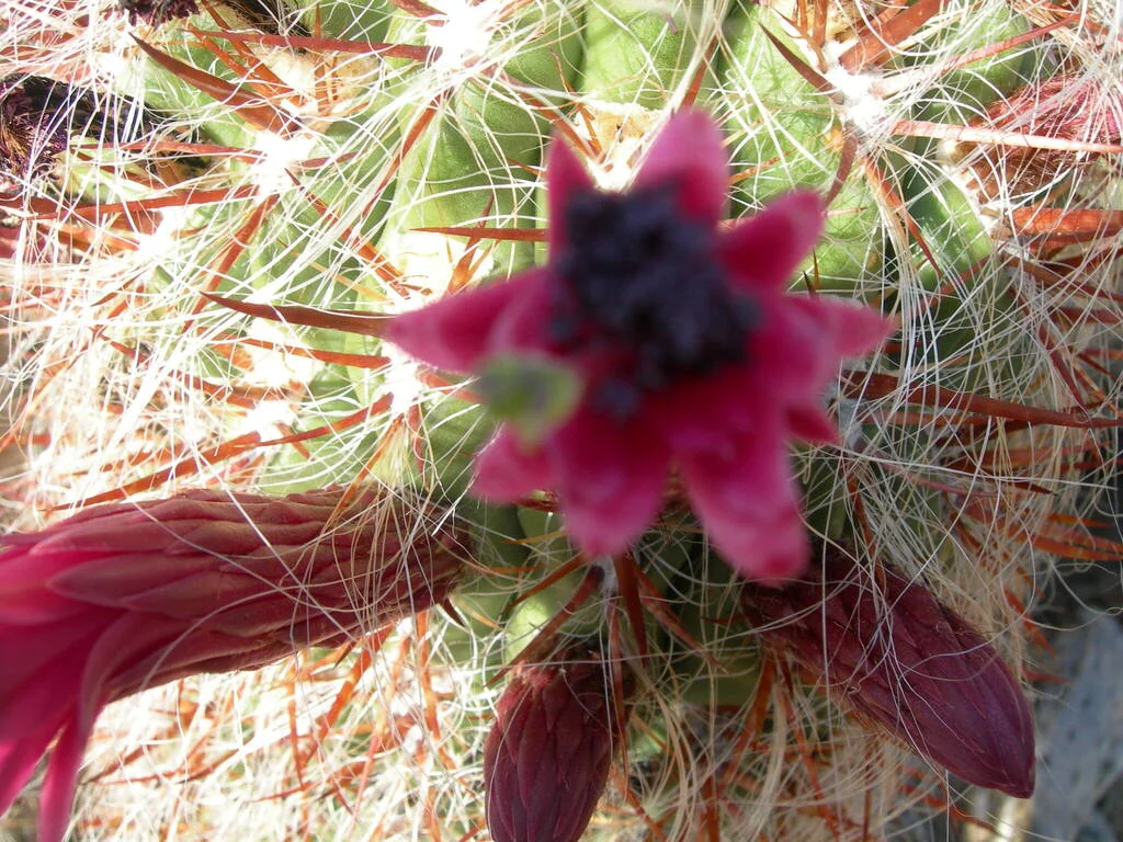 Oreocereus Celsianus